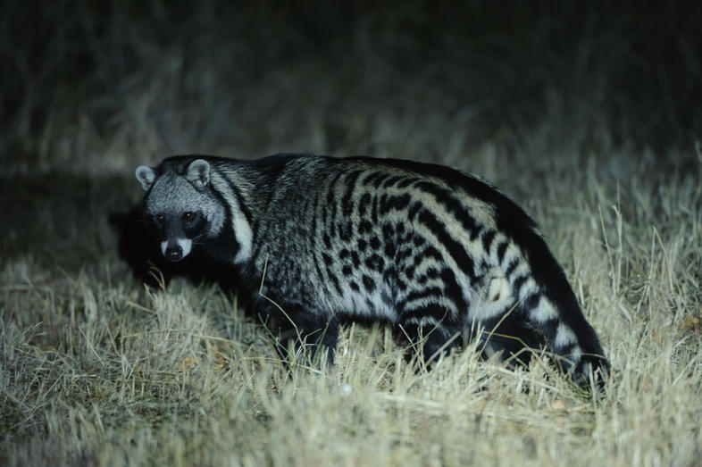 What Defence Mechanisms Do Civets Use?