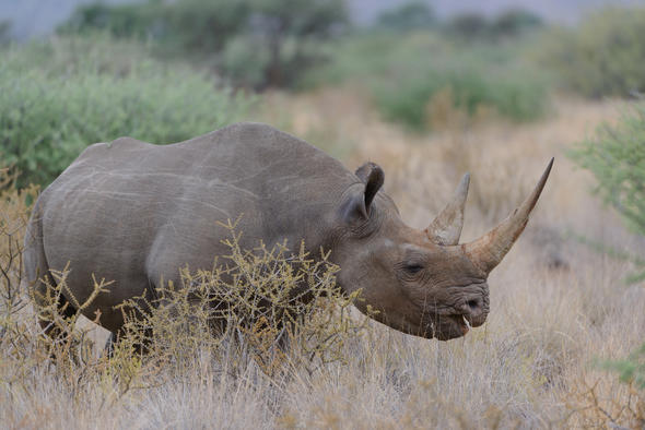 Kruger’s Big Five, National Park in South Africa