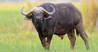 shem compion afrika buffels southafrica