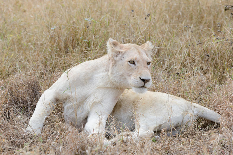 Timbavati Game Reserve, South Africa