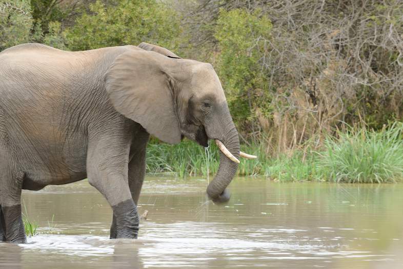 Mopani Rest Camp - Wildlife Safari in Kruger Park