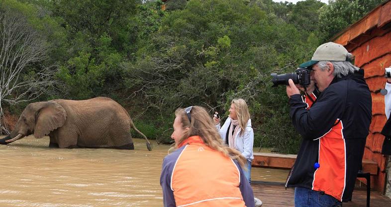 Best Place to see Elephants in South Africa - Addo Elephants National