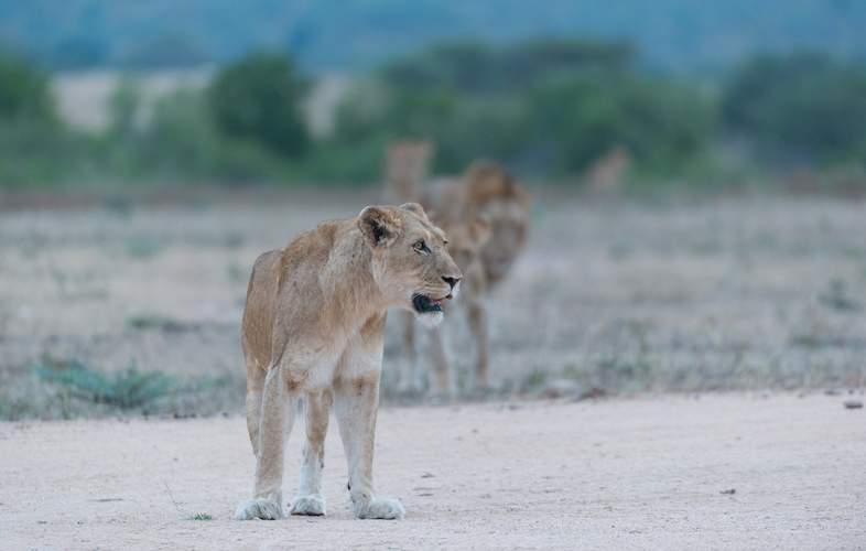 Shimuwini Bushveld Camp - Self-drive Safari in Kruger Park