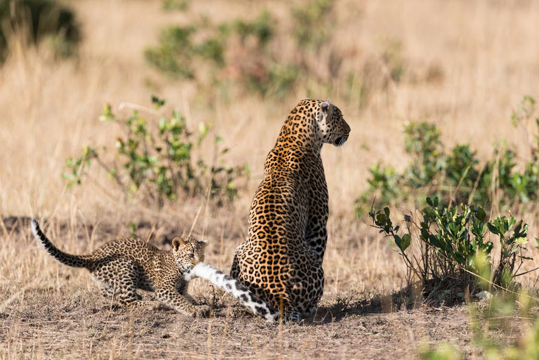 Leopard Mating and Cub Rearing