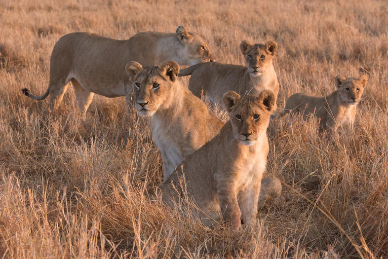 The Ultimate Singita Experience, South Africa