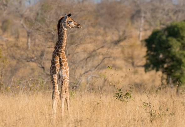 Balule Private Camp Activities - Kruger National Park Safari