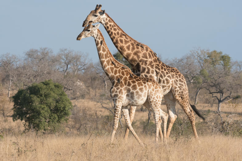 Giraffe's Explained - Mammals - South Africa