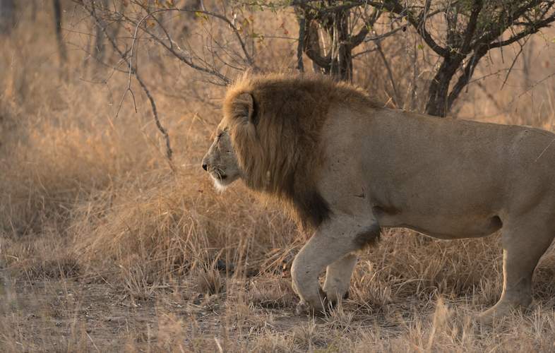 Maroela Private Camp in Kruger Park