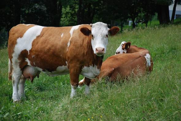 History of the Ayrshire Cattle Breeders Society