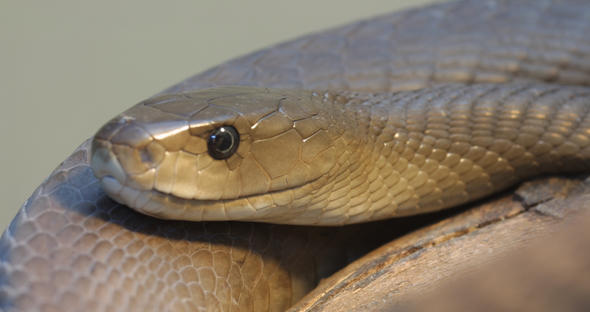 Black Mamba - Reptiles - South Africa