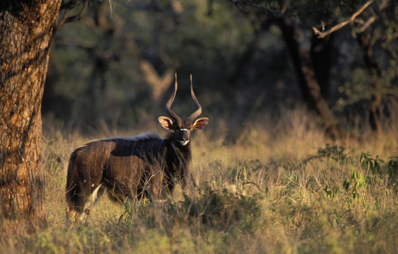 Mkhuze Game Reserve, KwaZulu-Natal, South Africa