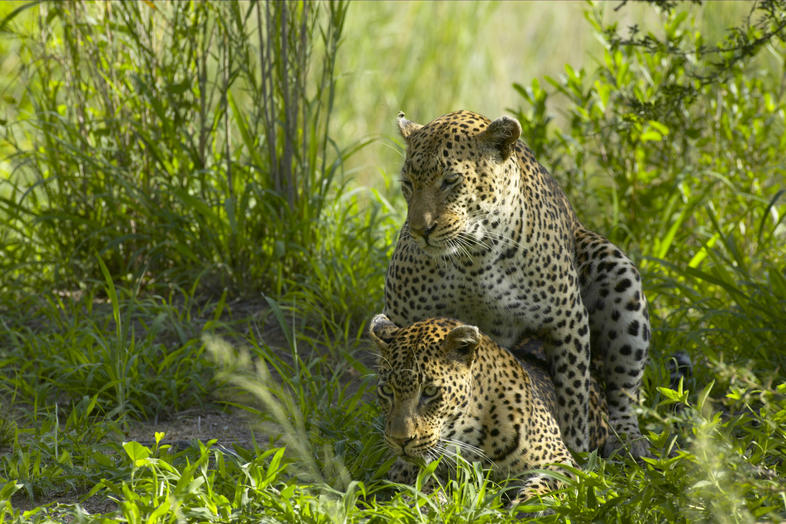 Leopard Mating And Cub Rearing