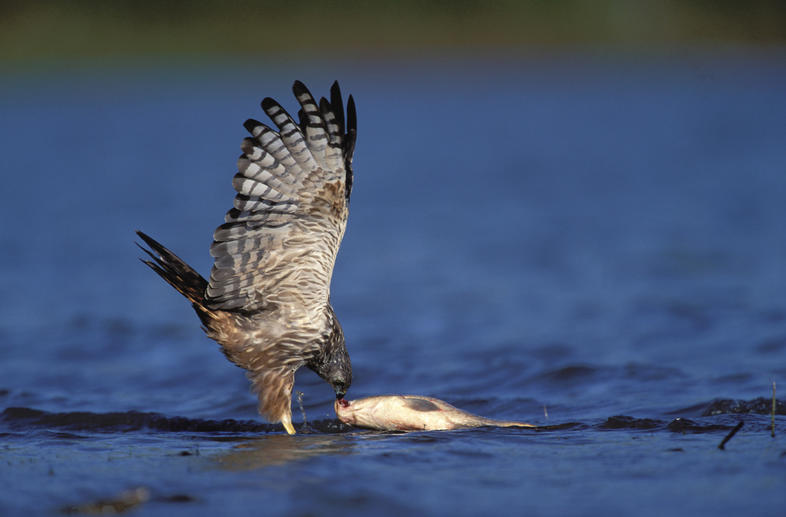 African Marsh Harrier - Birds - South Africa