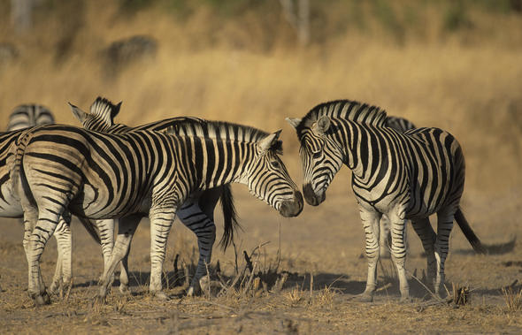 Zebra Harem System - Mammals - South Africa