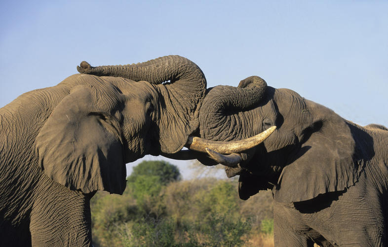 Kruger’s Big Five, National Park in South Africa