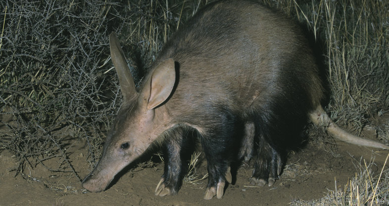 Aardvark - Mammals - South Africa