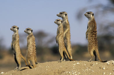 Meerkat - Mammals - South Africa