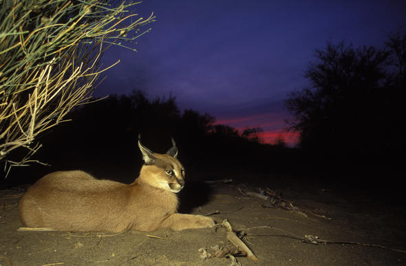 What Do Caracals Eat?