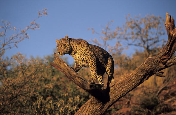 Marakele National Park, Limpopo, South Africa