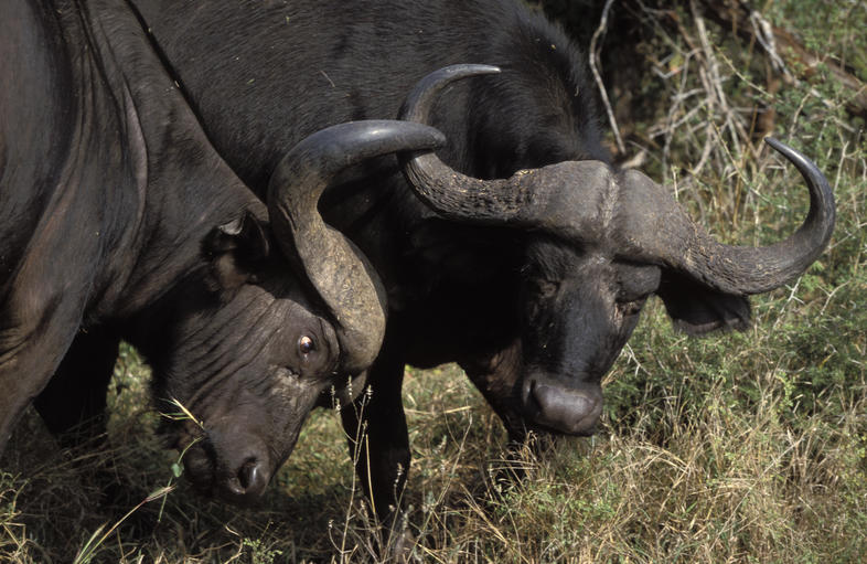 Буйволы Маражо. Парнокопытное вид буйвола 4 буквы. Cape Buffalo males. Bubalus murrensis.