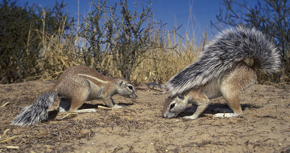 Cape Ground Squirrel - Mammals - South Africa