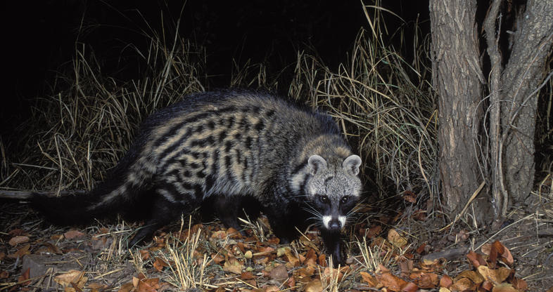 Civet - Mammals - South Africa