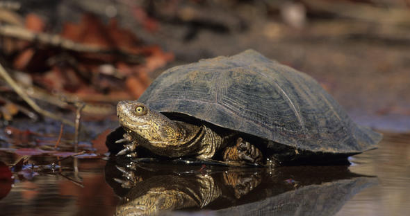 Serrated Hinged Terrapin - Reptiles - South Africa