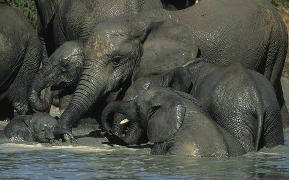 How Do Elephants Stay Cool?