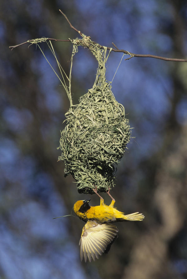 Brood Parasites - Birds - South Africa