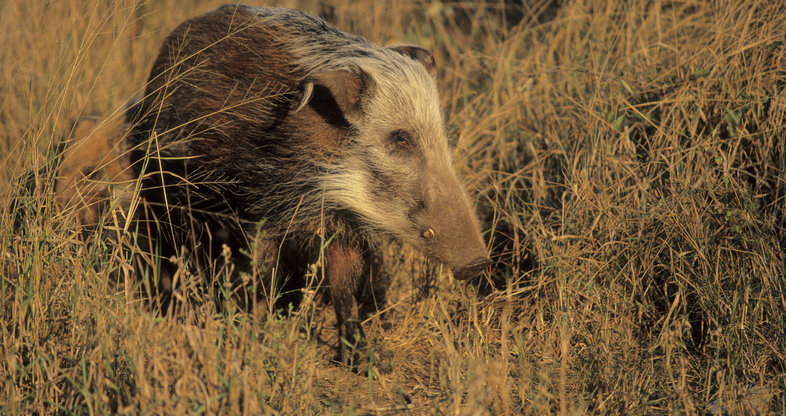 bush-pig-mammals-south-africa