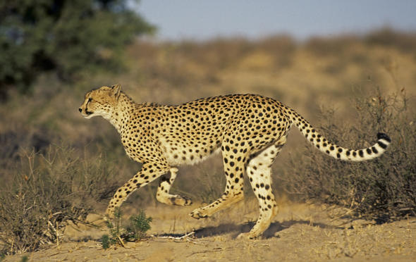 What is the Social Structure of Cheetah?