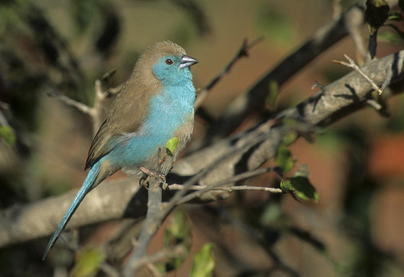 collective-feasting-of-birds-south-africa