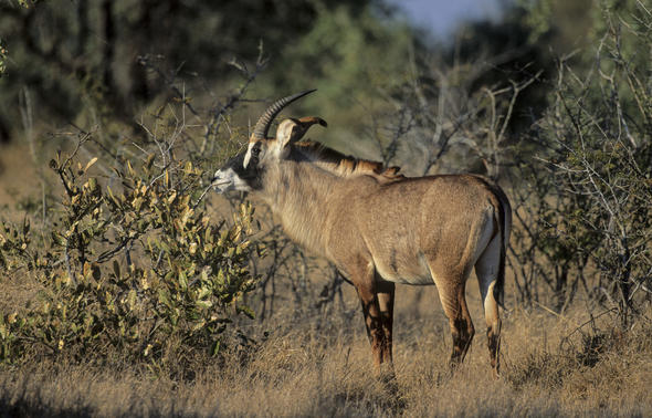 The Great Limpopo Transfrontier Park, Kruger - South Africa