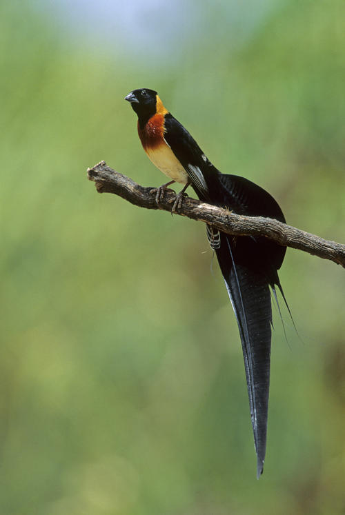 Long-tailed Paradise-whydah
