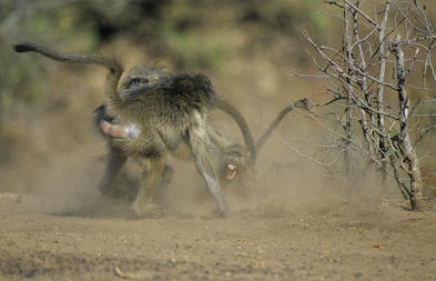 Do Baboons Have Social Structures - Mammals - South Africa