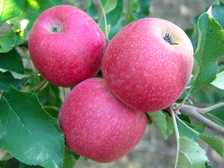 Apple Season, South Africa