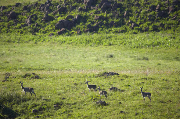 Kamberg Nature Reserve, KwaZulu-Natal, South Africa