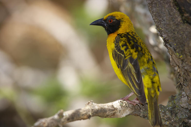 Village Weaver - Birds - South Africa