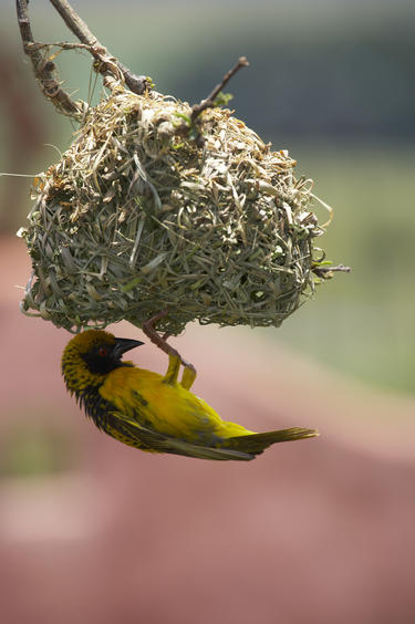 Village Weaver - Birds - South Africa