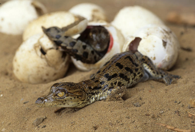 Temperature Effects on Reptile Breeding