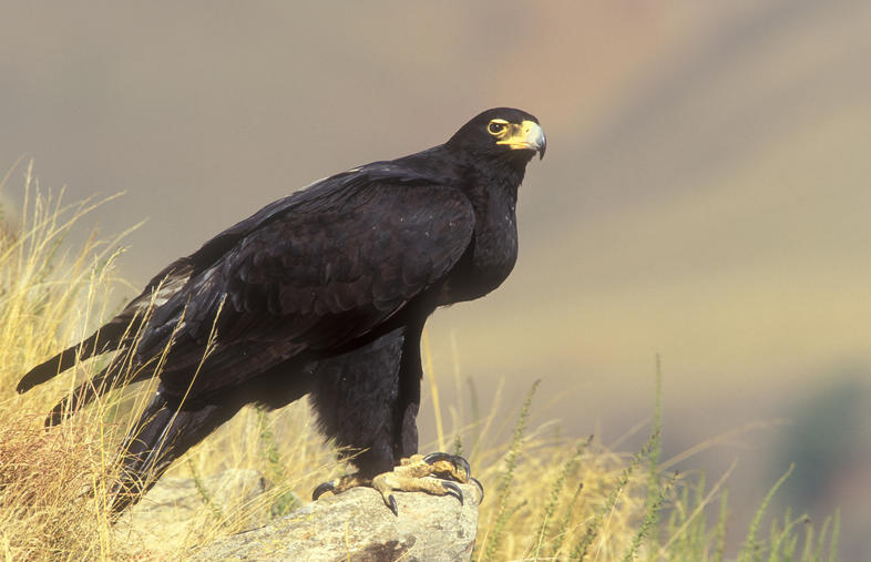 Black Falcon - Birds SA