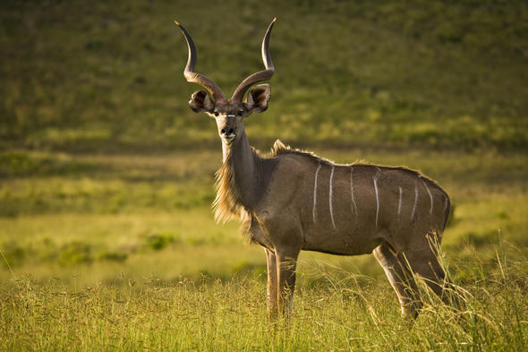 Kudu Habitat - Mammals - South Africa