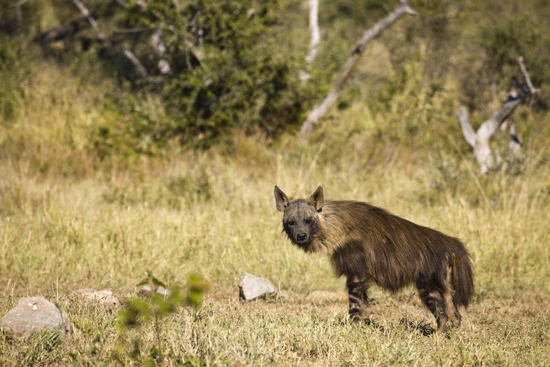 Identification of Brown Hyena