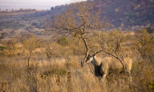 Pilanesberg National Park, South Africa