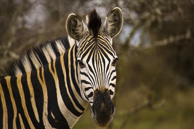 Hluhluwe-Imfolozi Park, South Africa