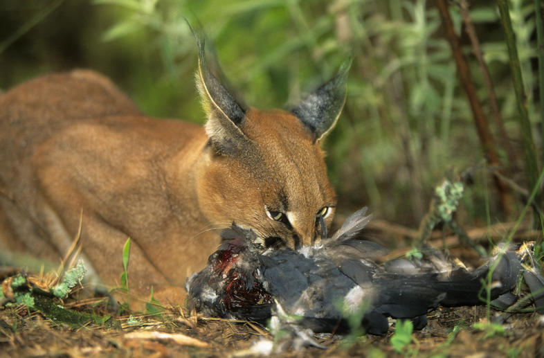 Fast Facts About Caracal