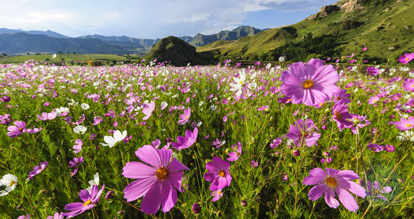 Flowers of South Africa - Flower Species