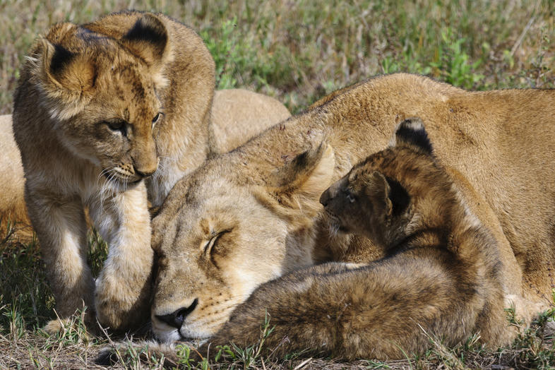 Komatipoort, Mpumalanga, South Africa