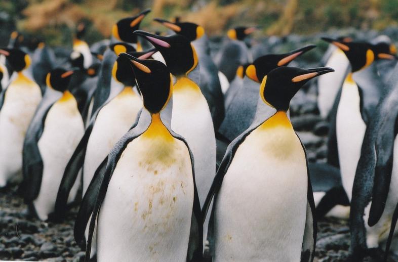 The Prince Edward Islands