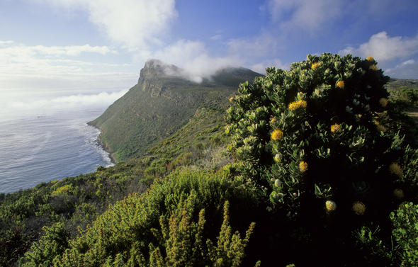 Fynbos Biome Of The Western Cape, South Africa